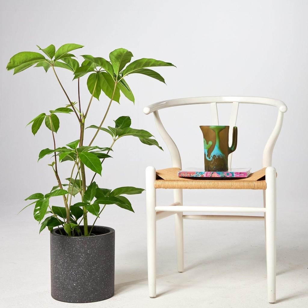 amate-umbrella-tree-jardin-pot-black-chair.png?v=1658123652