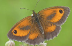 Gatekeeper Butterfly