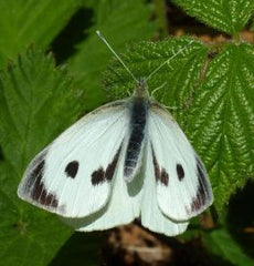 Large White Butterfly