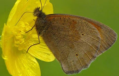 Meadow Brown Butterfly