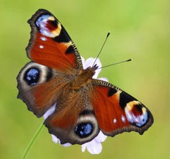 Peacock Butterfly