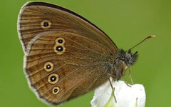 Ringlet Butterfly