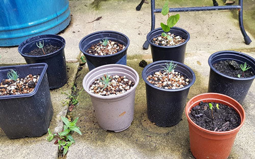 Customer image of eight plant pots with growing Bonsai shoots