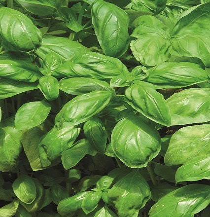 Basil leaves