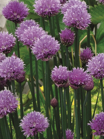 chives plants