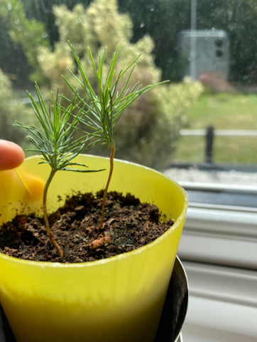 Pine bonsai plant in yellow pot