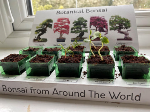 Bonsai seedlings growing in a Pronto Seed Eco Grow Kit