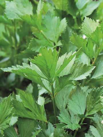 parsley leaves