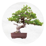 Juniper Bonsai Tree