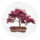 Redbud Bonsai Tree