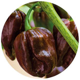 Chocolate Peppers