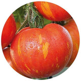Tigerella Tomatoes