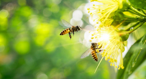 Bees on a flower