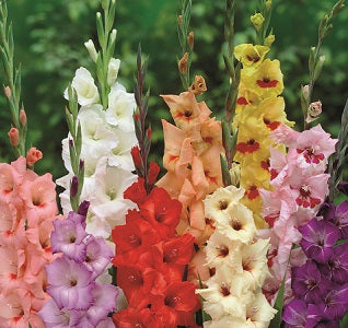 Gladioli image