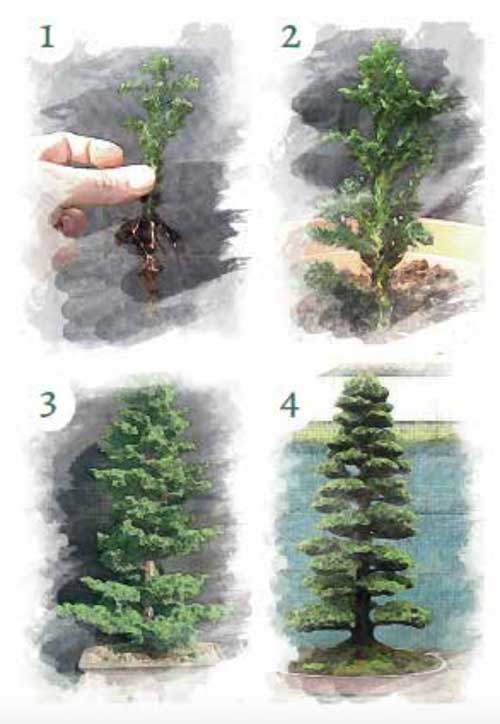 Illustration of Bonsai tress at four development stages