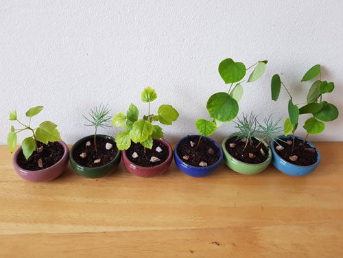 Customer photo of six plant pots growing Bonsai