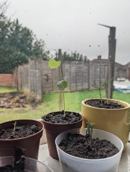 Five bonsai plants in five brown pots