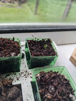 bonsai seedlings grwoing in a Pronto Seed Eco Grow Kit