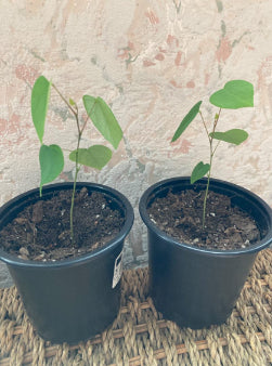 Two bonsai plants in two black pots