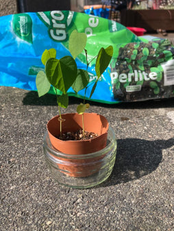 Bonsai plant in brown pot