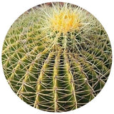 Golden Barrel Cactus