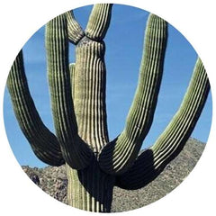 Giant Western Cactus