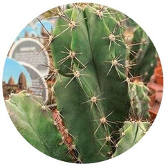 Clumping Barrel Cactus