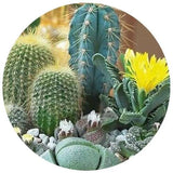 Miniature Cactus Mixture