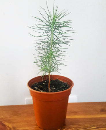Pine bonsai plant in brown pot