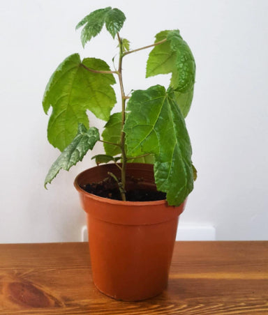 Bonsai plant in brown pot