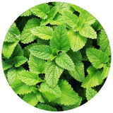 Mint Leaves