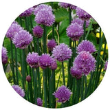 Chive Plants