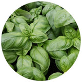 Basil Leaves