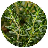 Thyme