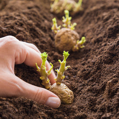 Hand planting a seed potato in soil