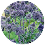 Purple Sea Holly Flowers