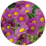 Pinky Purple Lazy Daisy Flowers