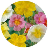 Pink, White and Yellow Mix Rock Rose Flowers