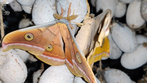 La productivité du plâtrier siffleur - Vole Comme Le Papillon