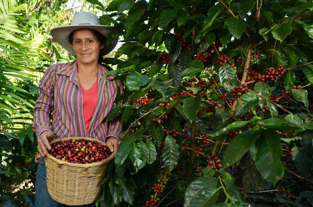 Woman holding basket of hand picked coffee cherries.