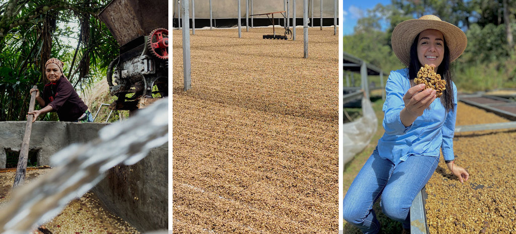 Dry, wet and honey versions of coffee processing.