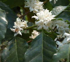 Flowering Arabica coffee plant.