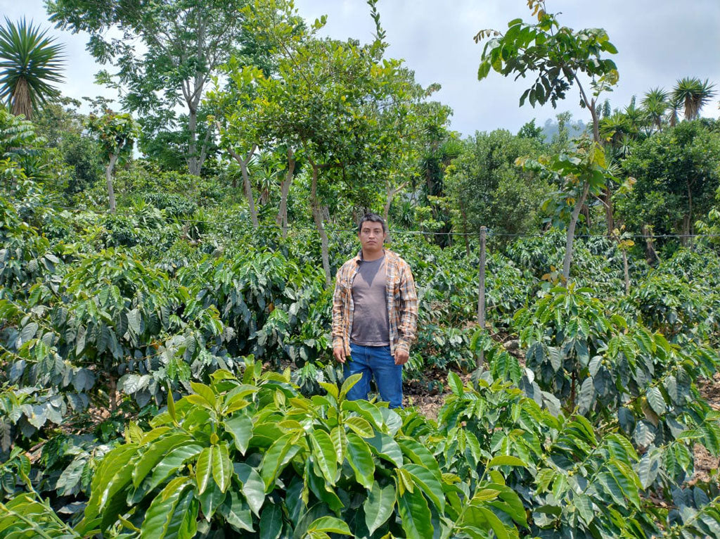 Narciso Robiero Bravo standing in his coffee trees at his farm in Chiapas.