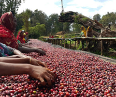 Woman sorting coffee cherries in Ethiopia.