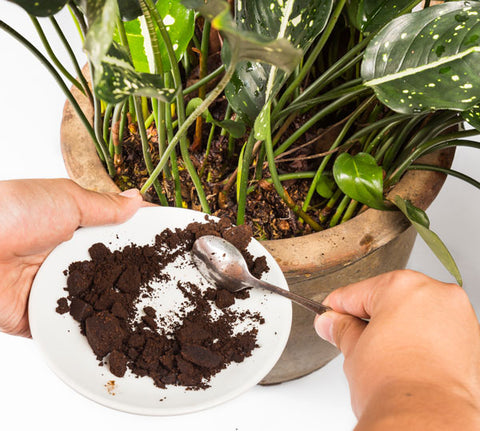 Fertilizing plant with coffee grounds.
