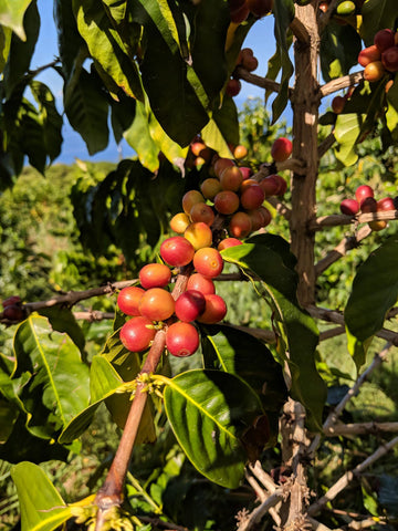 Kona Typica coffee beans
