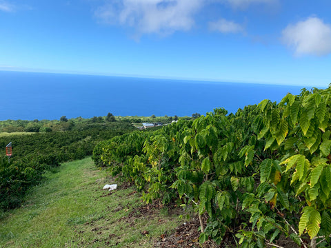 Mamalahoa Estate, Kona, Hawaii