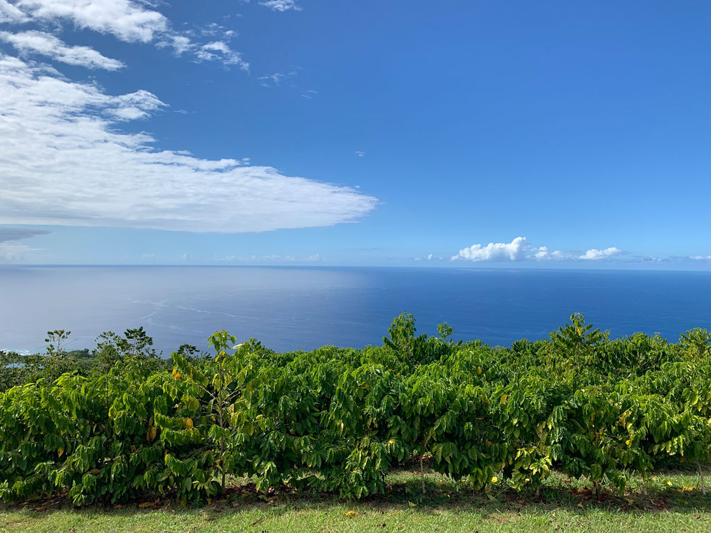 View of San Francisco Bay coffee farm in Kona, Hawaii