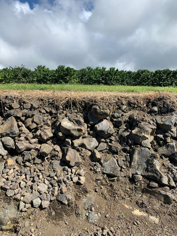 Volcanic soil located at San Francisco Bay Coffee's farm in Kona, Hawaii