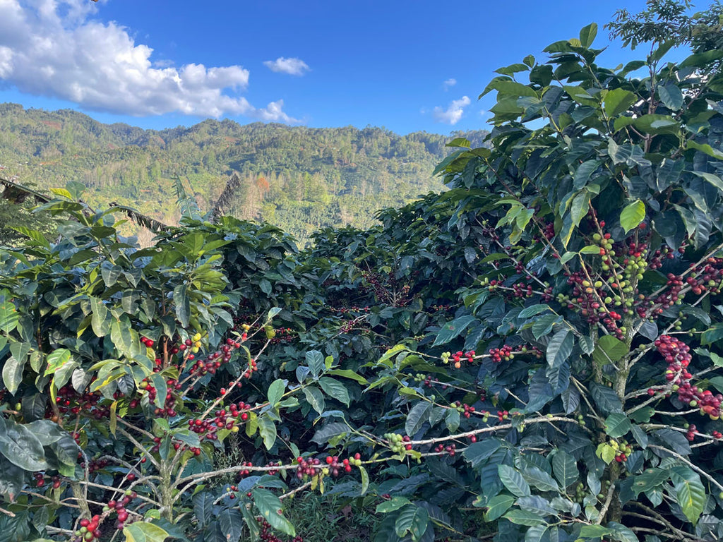 Coffee Farm